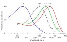 Spektrale  Absorptionskurven der drei Farbrezeptoren und der Stäbchen, normiert auf 100 Prozent des jeweiligen Rezeptors.[1]